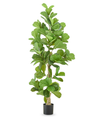 Plante de tabac 210 cm