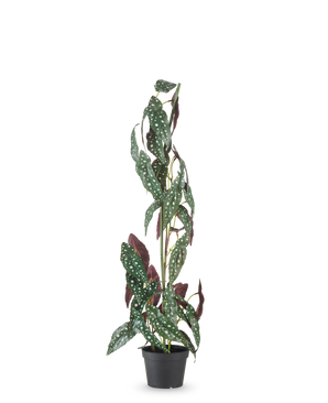 La plante artificielle Begonia Maculata 90 cm vert/rouge a des tiges hautes et dressées et des feuilles vertes avec des points blancs et un dessous rouge-violet, sur un fond uni blanc.