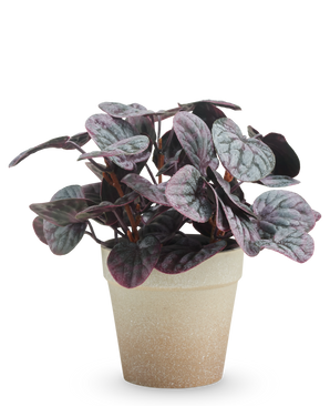 La Feuille Rugose artificielle 21 cm grise a des feuilles panachées de violet foncé et de vert dans un pot marron clair avec structure, présentées sur un fond blanc uni.