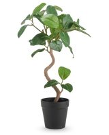 Le Ficus Elastica artificiel de 42 cm possède un tronc torsadé et de larges feuilles vertes brillantes, présentées dans un simple pot noir sur un fond blanc uni.