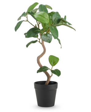 Le Ficus Elastica artificiel de 42 cm possède un tronc torsadé et de larges feuilles vertes brillantes, présentées dans un simple pot noir sur un fond blanc uni.