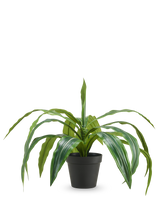 Le Dracaena artificiel en pot UV 50 cm possède de longues feuilles vertes pendantes et est livré dans un pot noir, sur un fond uni blanc.