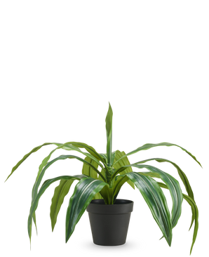 Le Dracaena artificiel en pot UV 50 cm possède de longues feuilles vertes pendantes et est livré dans un pot noir, sur un fond uni blanc.
