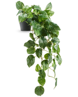 La Vigne dorée suspendue artificielle Deluxe en pot 80 cm UV présente des feuilles vertes brillantes en forme de cœur qui descendent élégamment d'un pot noir, sur un fond blanc.