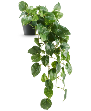 La Vigne dorée suspendue artificielle Deluxe en pot 80 cm UV présente des feuilles vertes brillantes en forme de cœur qui descendent élégamment d'un pot noir, sur un fond blanc.