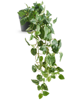 La Vigne dorée suspendue artificielle en pot 80 cm UV a des feuilles brillantes en forme de cœur et de longues vrilles sinueuses émergeant d'un pot gris foncé, ce qui en fait une pièce décorative élégante.