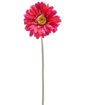 Une seule fleur de Gerbera artificielle de 53 cm bordeaux avec une longue tige verte, isolée sur fond blanc.