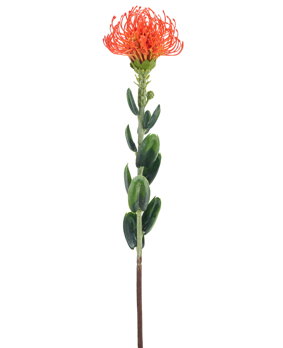 Une seule fleur artificielle Mini Protea de 61 cm orange avec une fleur orange vaporeuse et des feuilles vertes sur un fond blanc uni.