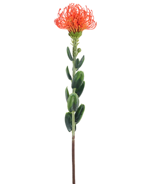 Une seule fleur artificielle Mini Protea de 61 cm orange avec une fleur orange vaporeuse et des feuilles vertes sur un fond blanc uni.