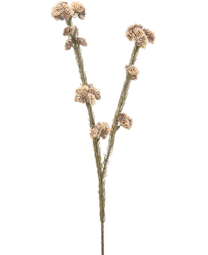 La fleur artificielle Ozothamnus diosmifolius 57 cm crème/marron a une seule tige séchée avec deux branches, chacune avec des grappes de petites fleurs rondes épineuses beiges et brunes sur un fond blanc uni.