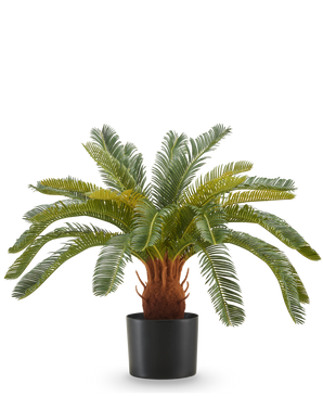 La Plante Artificielle Cycas UV 60 cm possède de longues feuilles vertes courbées et une tige épaisse et brune avec texture dans un pot noir, sur fond blanc.