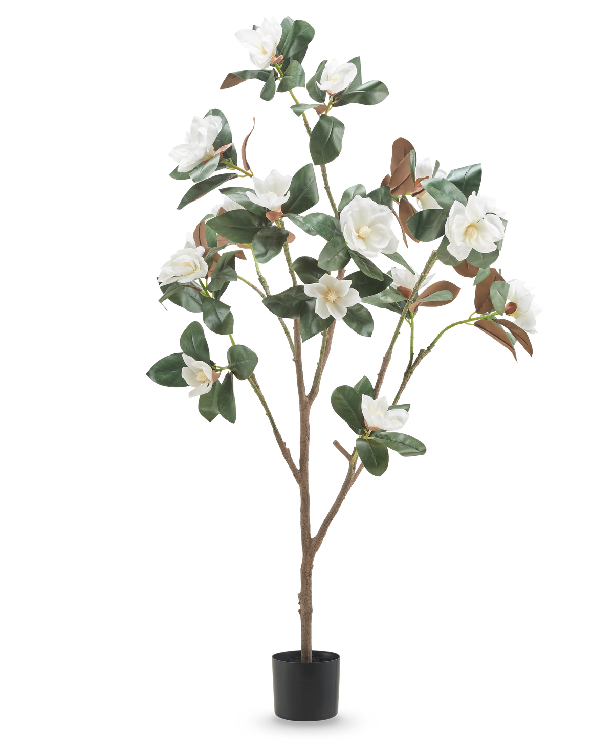 La plante artificielle avec fleur Yulania de 150 cm est un grand magnolia artificiel avec de multiples branches, des feuilles vertes luxuriantes et des fleurs blanches dans un petit pot noir, sur un fond blanc uni.