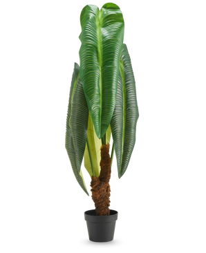Een hoge kunstplant Anthurium van 120 cm met grote, glanzend groene bladeren en een bruine stam met een structuur, gepresenteerd in een kleine zwarte pot tegen een witte achtergrond.