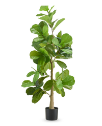 Plante de tabac 150 cm