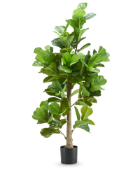 Plante de tabac 180 cm