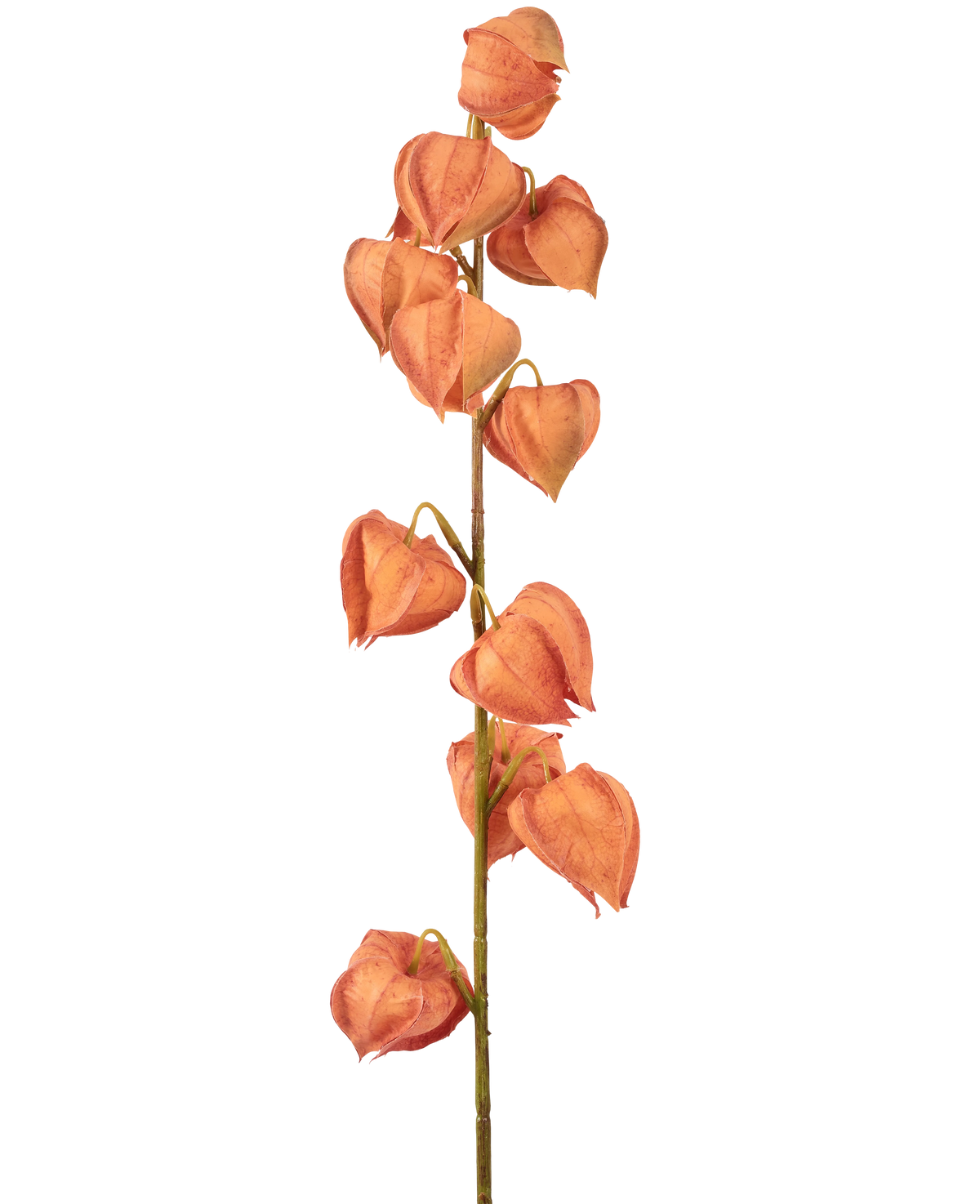 La plante lanterne à fleurs artificielles de 79 cm orange a une seule tige avec de multiples coques orange en forme de lanterne, disposées verticalement et ressemblant à du physalis séché, sur un fond blanc uni.