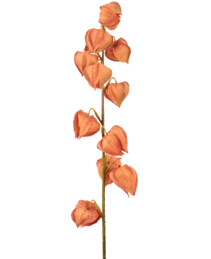 La plante lanterne à fleurs artificielles de 79 cm orange a une seule tige avec de multiples coques orange en forme de lanterne, disposées verticalement et ressemblant à du physalis séché, sur un fond blanc uni.