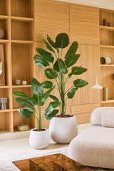 Deux grandes plantes tropicales en pot aux larges feuilles vertes, dont la Plante Artificielle Strelitzia 210 cm real touch, se dressent sur un sol clair devant une étagère en bois dans un salon moderne et minimaliste décoré dans des tons neutres. Ces ajouts nécessitant peu d’entretien apportent une verdure éclatante dans la pièce sans nécessiter de soins supplémentaires.