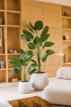 Deux grandes plantes tropicales en pot aux larges feuilles vertes, dont la Plante Artificielle Strelitzia 210 cm real touch, se dressent sur un sol clair devant une étagère en bois dans un salon moderne et minimaliste décoré dans des tons neutres. Ces ajouts nécessitant peu d’entretien apportent une verdure éclatante dans la pièce sans nécessiter de soins supplémentaires.
