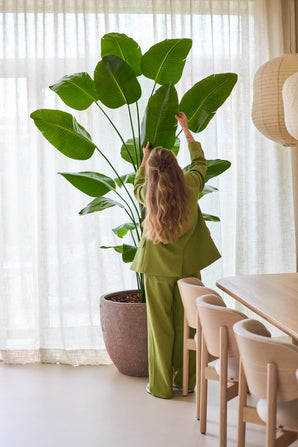Une personne aux cheveux longs et ondulés, vêtue d'un costume vert, se tient à l'intérieur et tend la main pour ajuster les grandes feuilles de la plante artificielle Strelitzia 240 cm real touch, installée à côté d'une table à manger avec des chaises en bois et des rideaux translucides en arrière-plan.