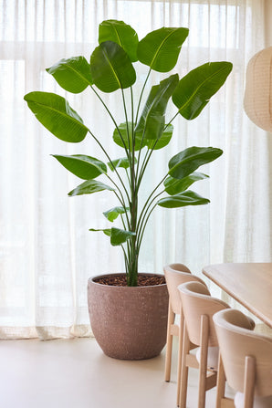 La plante artificielle Strelitzia 240 cm real touch, avec ses grandes feuilles vertes, se dresse dans un pot à côté d'une table à manger et de chaises en bois clair, sur fond de rideaux blancs translucides dans une pièce lumineuse et moderne.