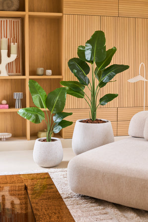 Deux grandes plantes vertes en pot, dont la plante artificielle Strelitzia de 90 cm, véritable touche dans un pot blanc élégant, se dressent sur le sol à côté d'un canapé beige dans un salon moderne avec des étagères en bois et des accents décoratifs en arrière-plan.