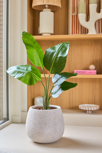 Une plante Strelitzia artificielle de 90 cm, d'apparence réaliste et dotée de grandes feuilles vertes, se dresse sur un rebord de fenêtre devant des étagères en bois décorées de livres, de céramiques et de petits objets décoratifs.
