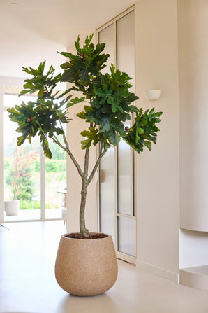 Une plante artificielle, un figuier Ficus Carica de 210 cm dans un pot rond beige, se dresse dans une pièce lumineuse et moderne avec des murs clairs et de grandes fenêtres laissant entrer beaucoup de lumière naturelle.
