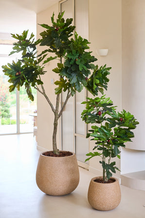 Deux figuiers artificiels Ficus Carica, chacun mesurant 210 cm de haut et dotés de feuilles vertes luxuriantes, sont placés à l'intérieur près d'une fenêtre lumineuse contre un mur et un sol aux couleurs neutres.