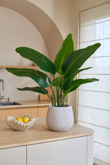 Une plante artificielle Strelitzia Real Touch Deluxe mesurant 90 cm, avec des feuilles vertes réalistes, se dresse sur un comptoir de couleur claire à côté d'un bol décoratif de citrons. Au fond, on aperçoit un évier, des étagères et une grande fenêtre avec des voilages. Cette plante artificielle de 90 cm donne à la pièce un aspect vivant et naturel.