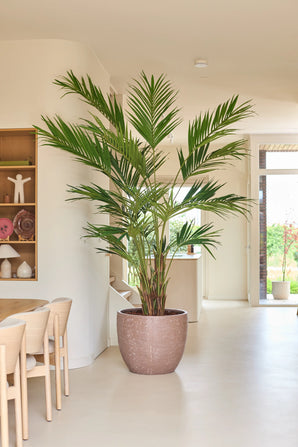 Une plante artificielle, un palmier Kentia de 270 cm, trône dans un espace de vie lumineux et moderne avec des murs clairs, des meubles en bois et des étagères ouvertes sur lesquelles sont exposés des objets décoratifs. La lumière naturelle pénètre dans la pièce par une porte vitrée en arrière-plan.