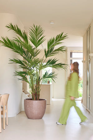Une plante artificielle, un palmier Kentia de 270 cm, se dresse dans une salle lumineuse tandis que quelqu'un en tenue verte passe ; le mouvement rend cette personne légèrement floue.
