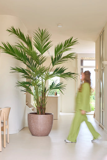 Une plante artificielle, un palmier Kentia de 270 cm, se dresse dans une salle lumineuse tandis que quelqu'un en tenue verte passe ; le mouvement rend cette personne légèrement floue.