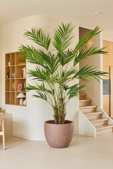 La plante artificielle palmier Kentia de 270 cm est située dans un espace de vie moderne et minimaliste avec des étagères en bois clair, un escalier et des murs et sols de couleur neutre.