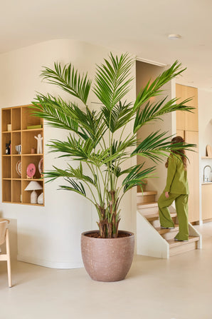 Une plante artificielle, un palmier Kentia de 270 cm, trône dans un salon moderne et beige. Au fond, une personne vêtue de vert monte les escaliers, tandis que des étagères en bois ornées de décorations sont fixées au mur de gauche.