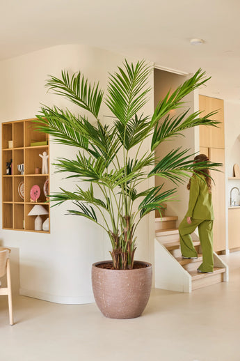 Une plante artificielle, un palmier Kentia de 270 cm, trône dans un salon moderne et beige. Au fond, une personne vêtue de vert monte les escaliers, tandis que des étagères en bois ornées de décorations sont fixées au mur de gauche.
