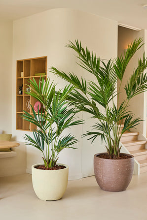 Deux palmiers artificiels Kentia Palm artificiels de 240 cm se dressent sur un sol clair dans une pièce moderne et minimaliste avec des murs neutres, des étagères en bois et un escalier en arrière-plan.