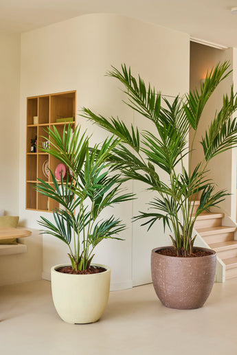 Deux palmiers artificiels Kentia Palm artificiels de 240 cm se dressent sur un sol clair dans une pièce moderne et minimaliste avec des murs neutres, des étagères en bois et un escalier en arrière-plan.