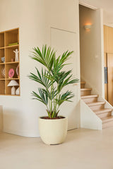 Une plante artificielle, un palmier Kentia de 150 cm, se dresse sur un sol clair dans une pièce moderne et minimaliste avec des étagères en bois et un escalier en arrière-plan.