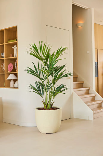 Une plante artificielle, un palmier Kentia de 150 cm, se dresse sur un sol clair dans une pièce moderne et minimaliste avec des étagères en bois et un escalier en arrière-plan.