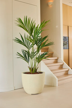 Le palmier Kentia artificiel de 150 cm se dresse dans un pot spacieux sur un sol clair près d'un escalier dans une pièce moderne et minimaliste aux murs neutres et aux accents en bois.