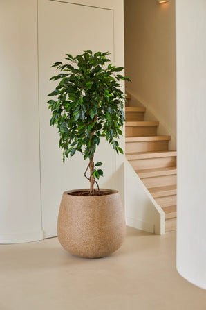 Une plante artificielle Ficus Green de 150 cm, avec ses feuilles vertes brillantes, se dresse sur un sol clair à côté d'un escalier en bois et de murs de couleur crème dans une maison moderne et minimaliste. Cet élégant ficus artificiel ajoute une touche de vert vif à l'intérieur raffiné.