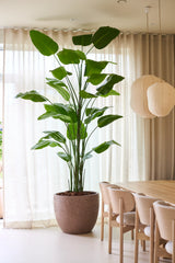 La Plante Artificielle Strelitzia Real Touch Deluxe de Easyplants, avec une hauteur de pas moins de 300 cm et des feuilles vertes impressionnantes, offre une élégance naturelle à côté d'une table à manger et de chaises en bois dans une pièce lumineuse avec des rideaux transparents et des lanternes en papier suspendues, le tout sans avoir besoin d'entretien.