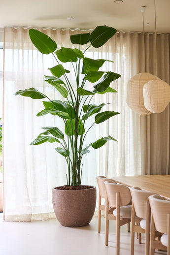 La Plante Artificielle Strelitzia Real Touch Deluxe de Easyplants, avec une hauteur de pas moins de 300 cm et des feuilles vertes impressionnantes, offre une élégance naturelle à côté d'une table à manger et de chaises en bois dans une pièce lumineuse avec des rideaux transparents et des lanternes en papier suspendues, le tout sans avoir besoin d'entretien.