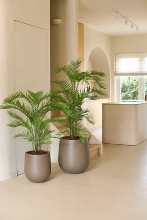 Deux palmiers en pot, dont l'étonnante plante artificielle Phoenix de 160 cm dans des jardinières grises modernes, sont posés sur un sol clair dans un intérieur beige minimaliste avec de la lumière naturelle entrant à travers une grande fenêtre - parfait pour ajouter une touche de plantes tropicales à un intérieur luxueux.
