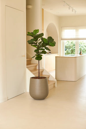 Un plant de tabac Ficus artificiel Deluxe de 155 cm dans un grand pot gris est placé dans une pièce lumineuse et minimaliste avec du parquet clair, des murs blancs, un escalier et la lumière du soleil entrant par les fenêtres.