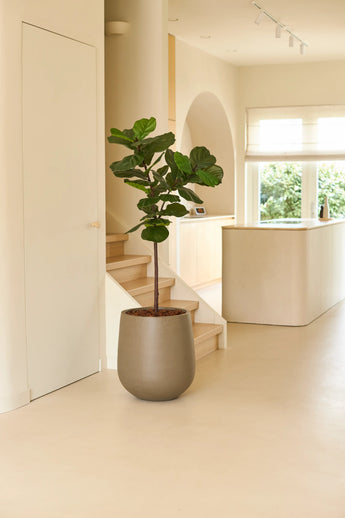 Un plant de tabac Ficus artificiel Deluxe de 155 cm dans un grand pot gris est placé dans une pièce lumineuse et minimaliste avec du parquet clair, des murs blancs, un escalier et la lumière du soleil entrant par les fenêtres.