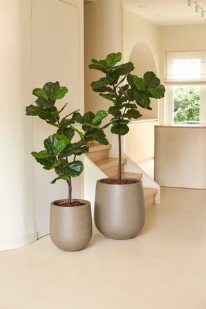 Deux figuiers à feuilles de violon, dont un Ficus artificiel de luxe de 155 cm dans des pots beiges, se dressent sur un sol clair près d'un escalier dans un intérieur clair et moderne où la lumière naturelle pénètre par une fenêtre.