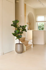 Une plante de tabac Ficus artificielle Deluxe de 125 cm dans un pot gris se dresse sur le sol à côté d'un escalier en bois clair dans un espace de vie moderne et minimaliste avec des tons neutres et une lumière naturelle des fenêtres, et crée une atmosphère africaine subtile en tant que pièce maîtresse saisissante de la collection de plantes d'intérieur.