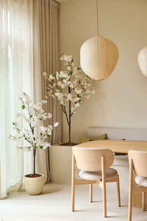 Une salle à manger minimaliste avec des meubles en bois clair, deux cerisiers artificiels de 150 cm avec des fleurs de cerisier blanches, des rideaux beiges et des lanternes rondes en papier suspendues au plafond. Une douce lumière naturelle remplit la pièce.